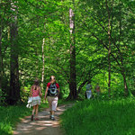 Cesta nad Lesním pramenem