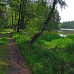 Cesta u Křivého rybníka