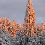 Hubertky - spojka na Kaffenbergskou
