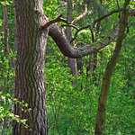 Lužná - borovice v oboře