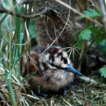 mládě sluky lesní