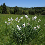 Pozůstatek zaniklé vsi Slatiny