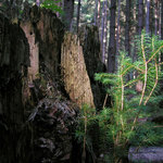 Přirozená obnova lesa