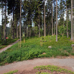 Výsadba nad Šnekovým kopcem