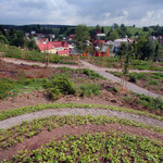 Výsadba pod Šnekovým kopcem