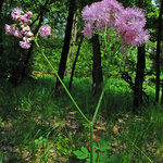 Žluťucha orlíčkolistá